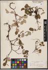 Foto von Salix reticulata L.